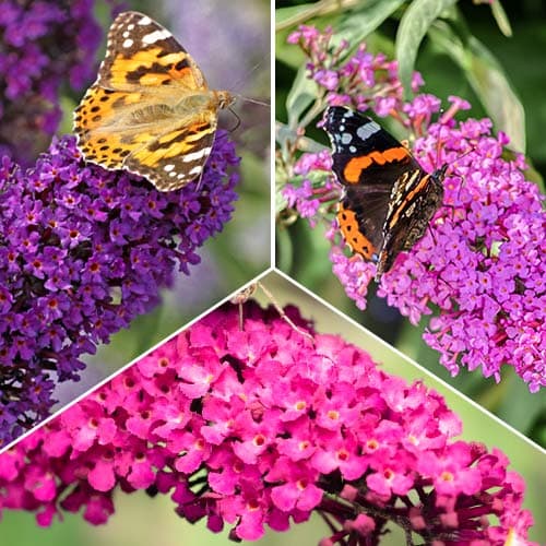 Davidov metuljnik komplet 3 sadike slika 1 članek 2032