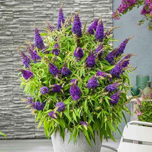 Davidov metuljnik Little Purple slika 1 članek 77803