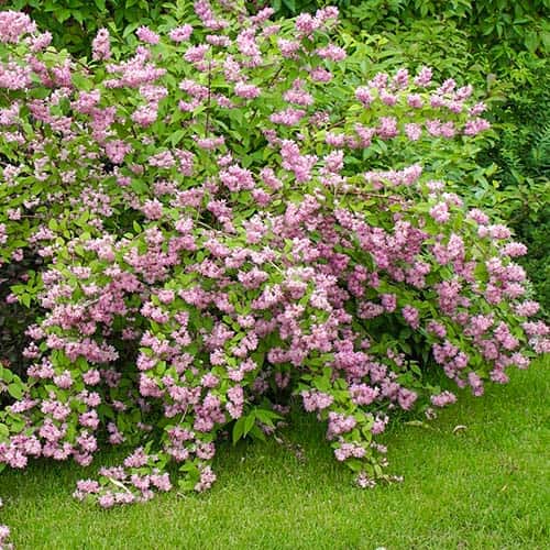 Deutzia hybrida Strawberry Fields, С2 slika 1 članek 7768