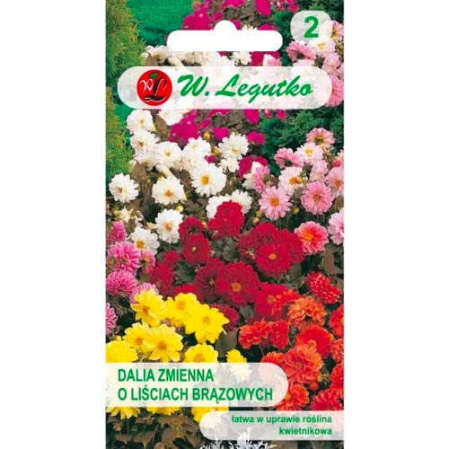 Diablo pritlikava dalija, mix slika 1 članek 69579