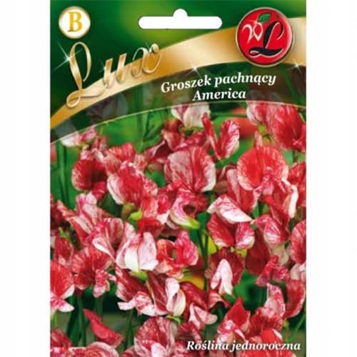 Dišeči grahor America slika 1 članek 86746