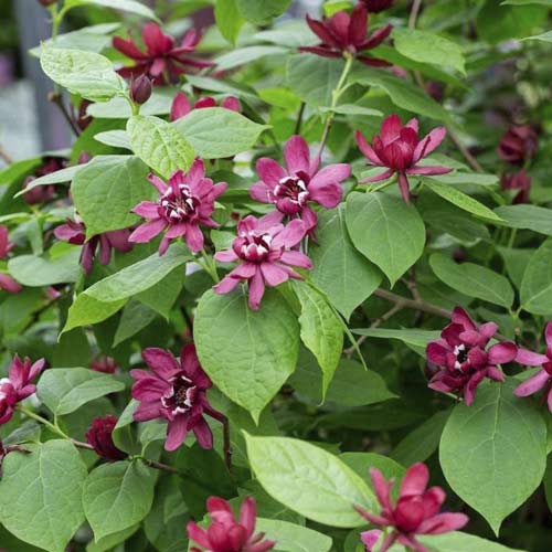 Dišečnik Aphrodite PBR, С3 slika 1 članek 8518