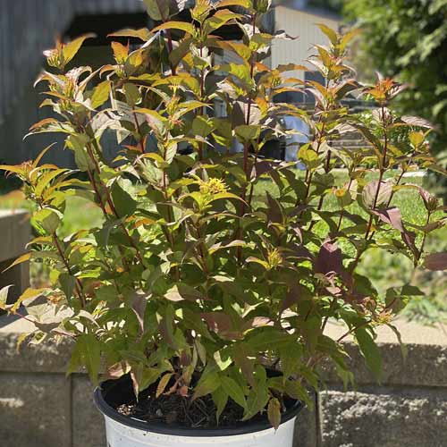 Dlakavi kovačnik (Diervilla) Kodiak Red ®, С3 slika 1 članek 8525