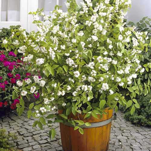 Dojcija Pride of Rochester, С2 slika 1 članek 8215