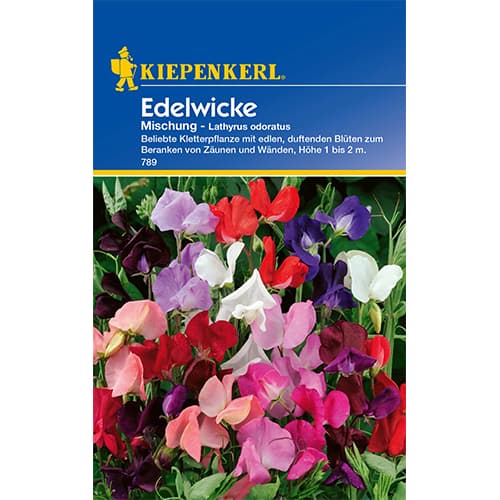 Dišeči grahor, večbarvna mešanica slika 1 članek 77415