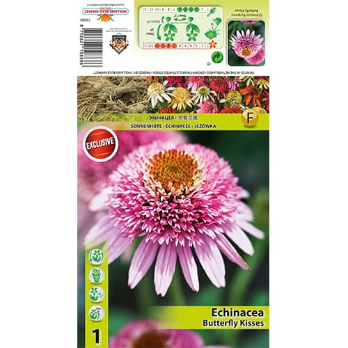 Ehinaceja Butterfly Kisses slika 1 članek 77833