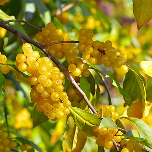 Elaeagnus umbellata Pointilla Fortunella®, С2 slika 1 članek 7770