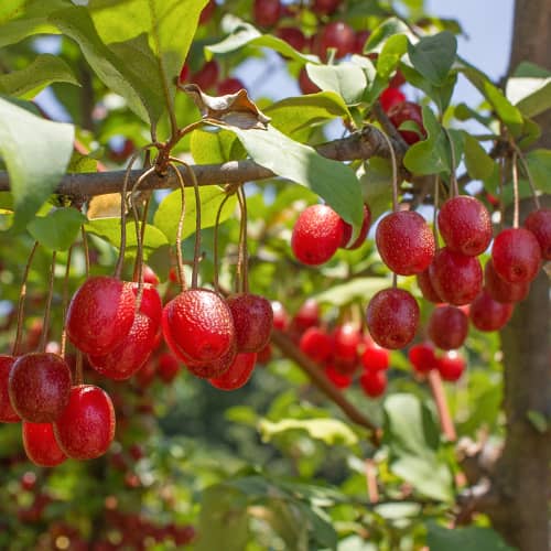 Elaeagnus umbellata Pointilla Sweet'N'Sour®, С2 slika 1 članek 7771