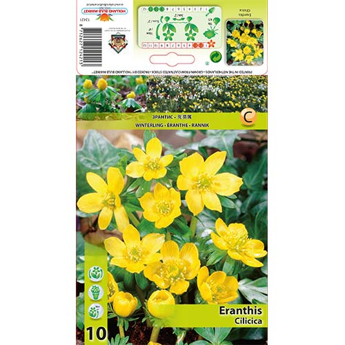 Erantis Cilicica slika 1 članek 70313