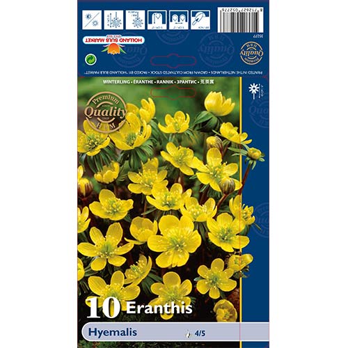 Erantis Hyemalis slika 1 članek 68052