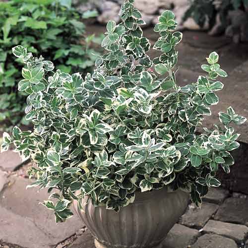 Euonymus Emerald Gaiety, С2 slika 1 članek 8529