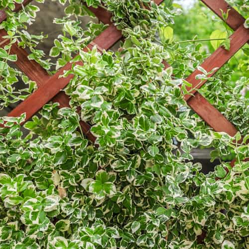 Euonymus fortunei Silver Queen, С2 slika 1 članek 7772