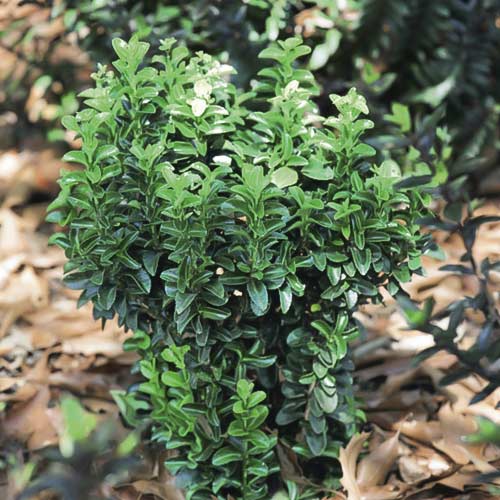 Euonymus Gold Rocket PBR, С3 slika 1 članek 8531