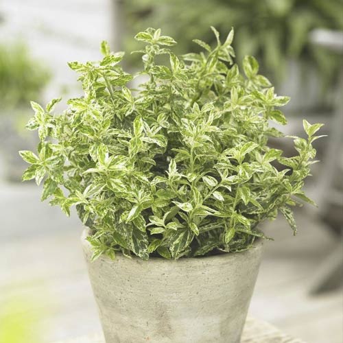 Euonymus Golden Harlequin ® PBR, С2 slika 1 članek 8530