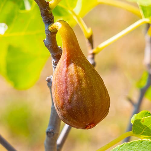 Figa Francesco, С2 slika 1 članek 5454