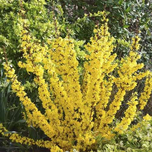 Forsitija Mikador PBR, С3 slika 1 članek 8537