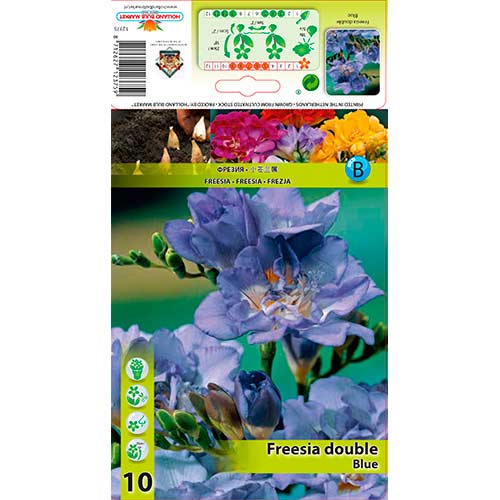 Frezija Double Blue slika 1 članek 76234
