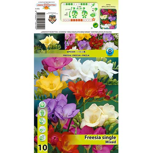 Frezija Freesia Single, mešanica slika 1 članek 67886
