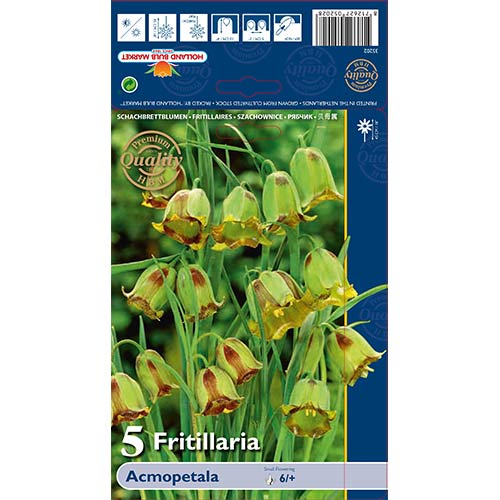 Fritillaria Acmopetala slika 1 članek 70243