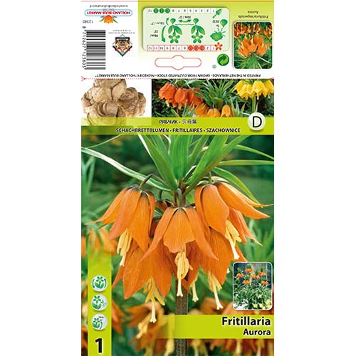 Fritillaria Aurora slika 1 članek 68074