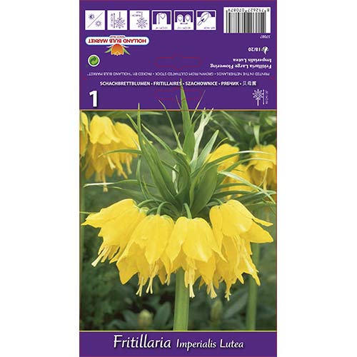 Jereb (fritillaria) cesarska Lutea slika 1 članek 68100