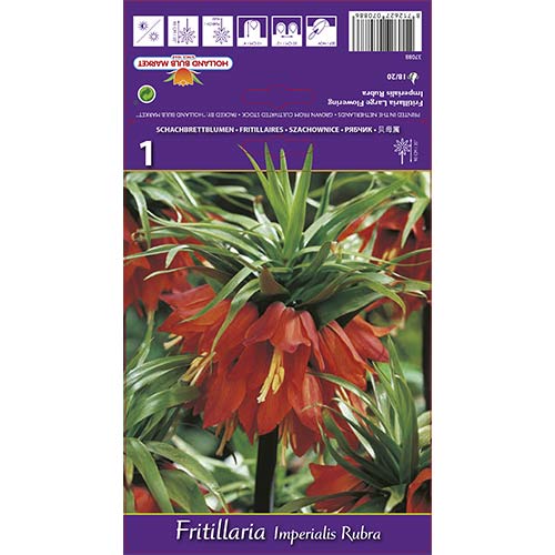 Jereb (fritillaria) cesarska Rubra slika 1 članek 68101