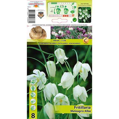 Močvirski tulipan (Fritillaria) Meleagris alba slika 1 članek 70288
