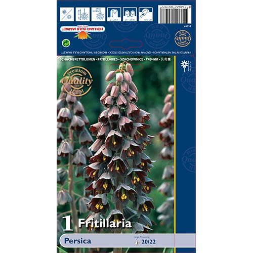 Fritillaria Persica slika 1 članek 68024