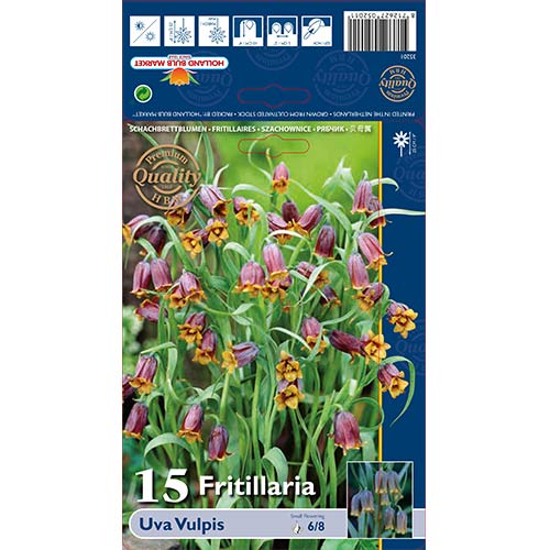 Jereb (fritillaria) Uva-Vulpis slika 1 članek 70245