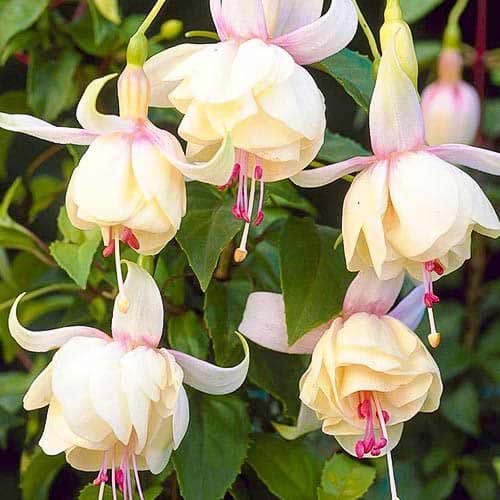 Fuksija Annabel slika 1 članek 76692