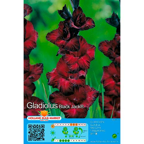 Gladijola Black Jack slika 1 članek 70464