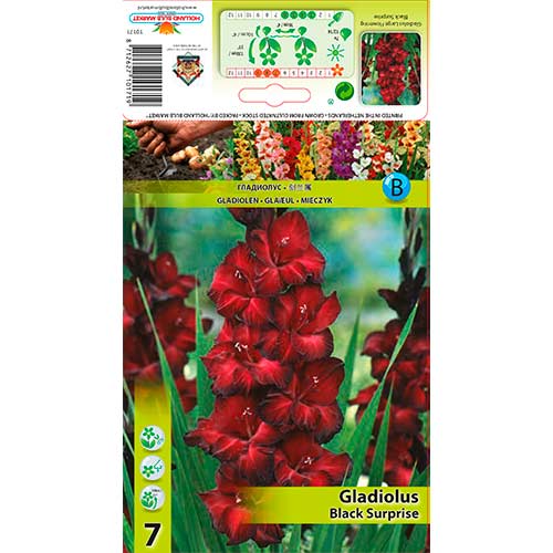 Gladijola Black Surprise slika 1 članek 76243