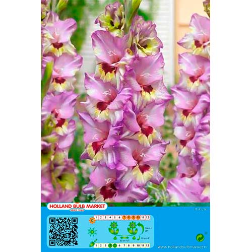 Gladijola Bono's Memory slika 1 članek 76440