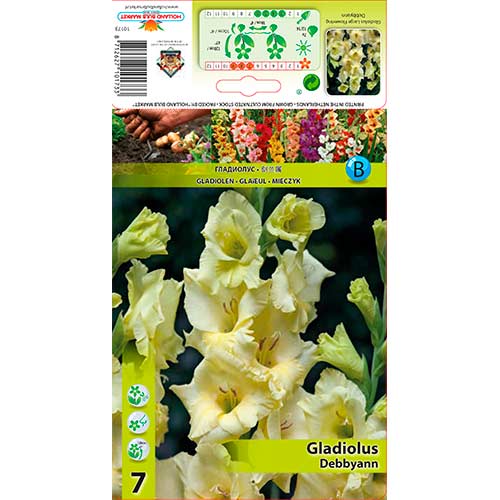 Gladijola Debbyann slika 1 članek 76590