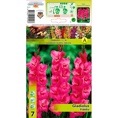 Gladijola Fidelio slika 1 članek 76246