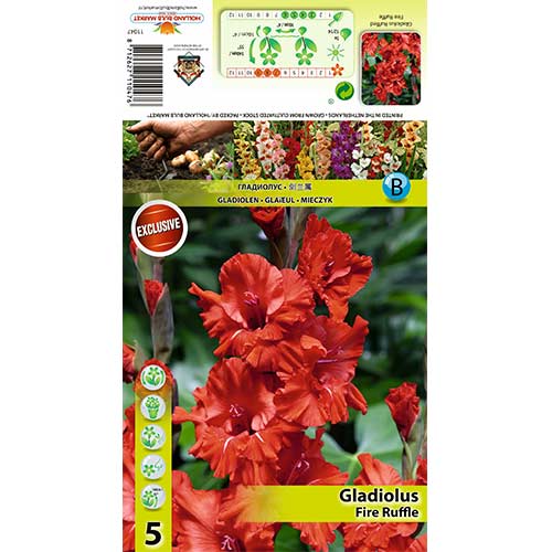 Gladijola Fire Ruffle slika 1 članek 70395