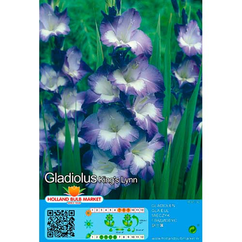 Gladijola Kings Lynn slika 1 članek 76445