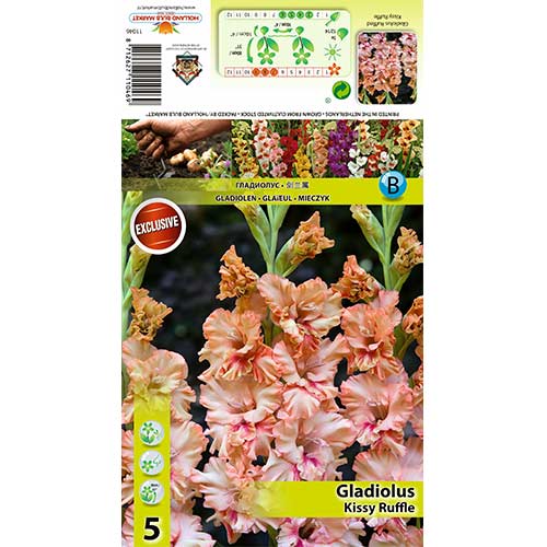 Gladijola Kissy Ruffle slika 1 članek 70396