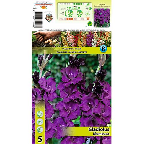 Gladijola Mombasa slika 1 članek 70398