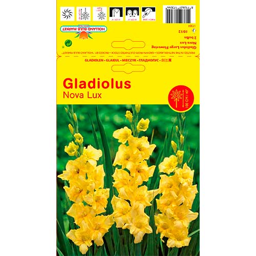 Gladijola Nova Lux slika 1 članek 76447