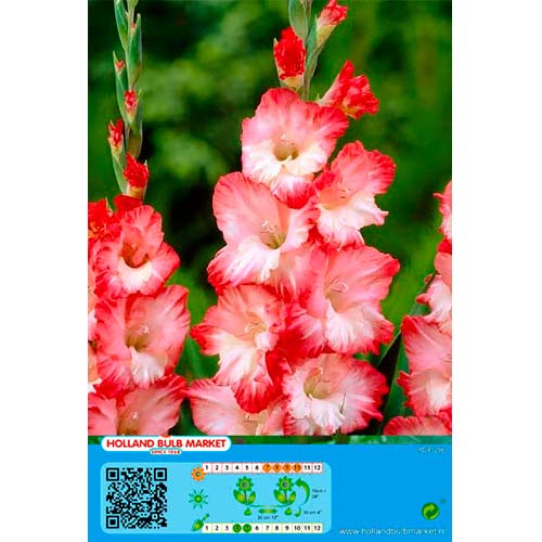 Gladijola Pink Lady slika 1 članek 76253