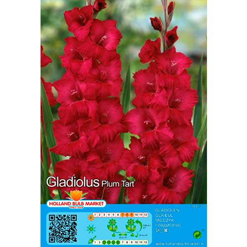 Gladijola Plum Tart slika 1 članek 76449