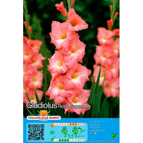 Gladijola Rose Supreme slika 1 članek 76668