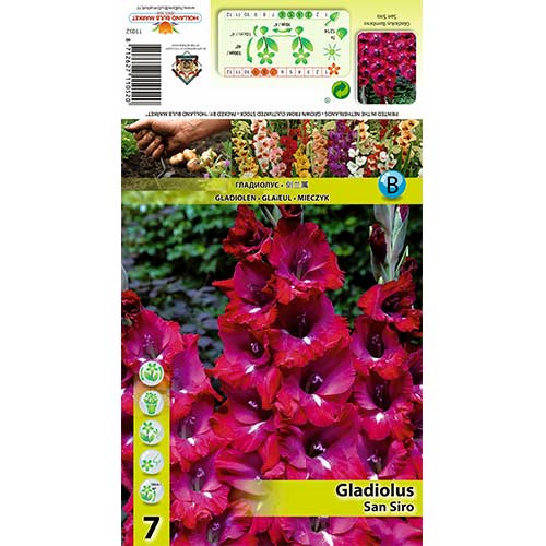 Gladijola San Siro slika 1 članek 70400