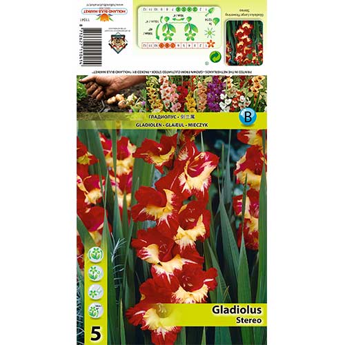 Gladijola Stereo slika 1 članek 70403