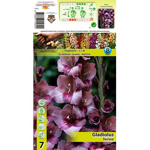 Gladijola Torino slika 1 članek 70404