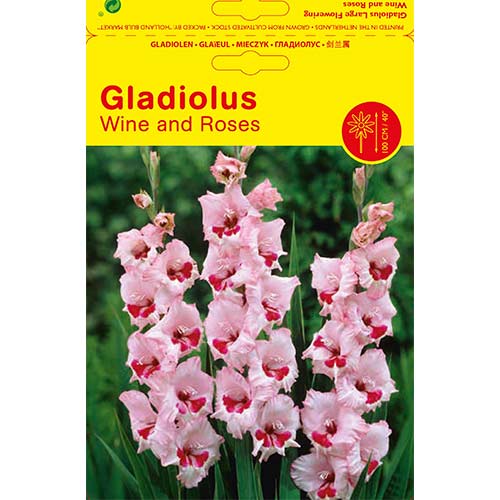 Gladijola Wine and Roses slika 1 članek 76451