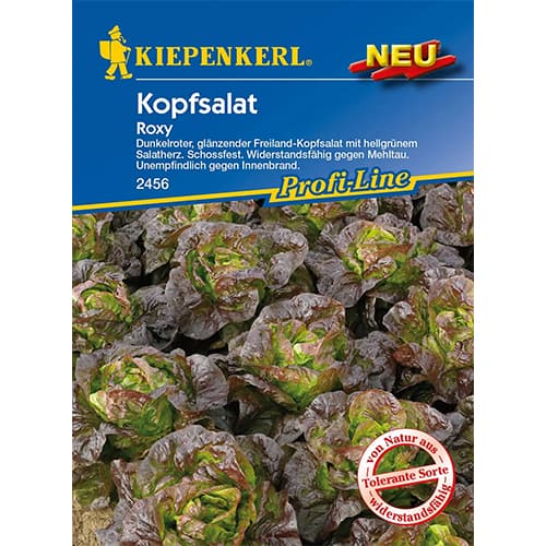 Glavnata solata Roxy slika 1 članek 96627