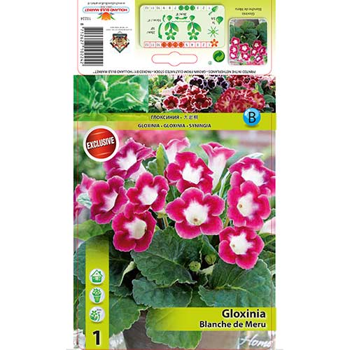 Gloksinija Blanche de Meru slika 1 članek 76259