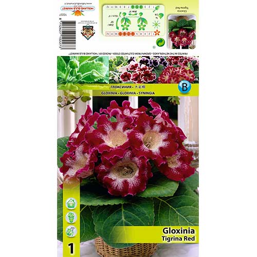 Gloksinija Tigrina Red slika 1 članek 70407